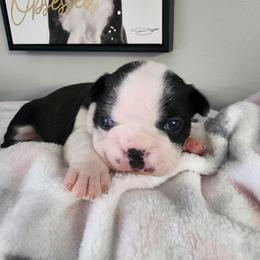 Boston Terrier, Companion Cross, and French Bulldog Puppies from Legends Frenchton's, French Bulldogs & French Bullhuahua's
