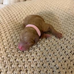 Holly (pink collar) - Red  female Goldendoodle puppy in Easley, South Carolina from Pawmetto Goldendoodles