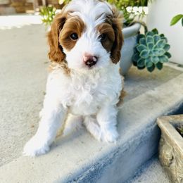 Nelson - Blenheim male Cavapoo puppy in Aiken, South Carolina from Cavapoos of the Carolinas