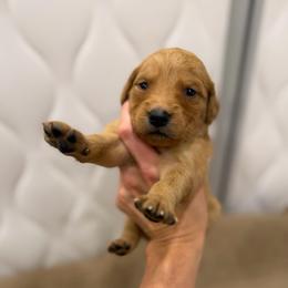 Light Pink - Dark golden female Golden Retriever puppy in Turtlepoint, Pennsylvania from Allegheny River Retrievers