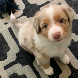 Miniature Australian Shepherds from TK’s Texas ASDR Aussies