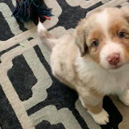Miniature Australian Shepherds from TK’s Texas ASDR Aussies