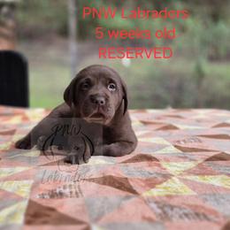 Marv - Chocolate male Labrador Retriever puppy in Rogue River, Oregon from PNW Labradors