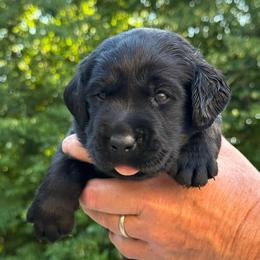 Penelope - Black female Labrador Retriever puppy in Isle, Minnesota from Dog Ear Outfitters