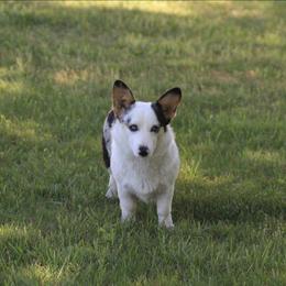Tensil - Pembroke Welsh Corgi