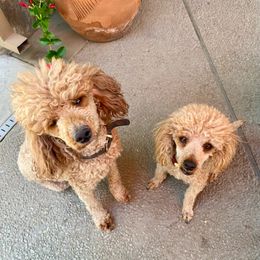 Royal - Poodle