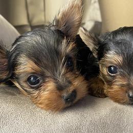 Yorkshire Terriers from Blooming Beauties 🌼