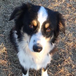 Flower - Miniature Australian Shepherd