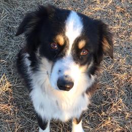 Flower - Miniature Australian Shepherd