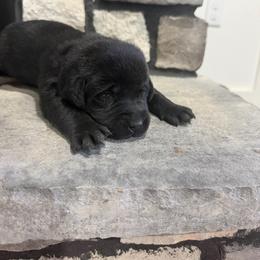 Girl 3 - Black female Labrador Retriever puppy in Monticello, Kentucky from Cody Sullivan