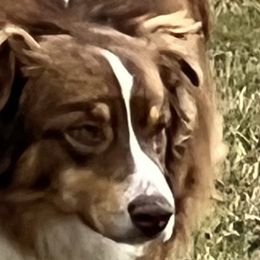Rusty - Australian Shepherd puppy in Tulsa, Oklahoma from Lucky Penny Aussies and Lucky Penny Transport