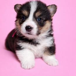 Pink collar - Black and tan female Pembroke Welsh Corgi puppy in Poulsbo, Washington from Central Valley kennel