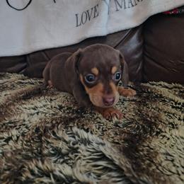 Twix - Chocolate and tan female Dachshund puppy in Opelika, Alabama from Dachshund Darlins