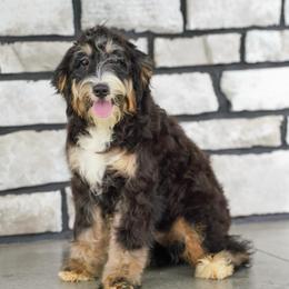 Andi (level 2 socialization program grad) - Tri-color female Bernedoodle puppy in Dundee, Ohio from Down Home Doodle