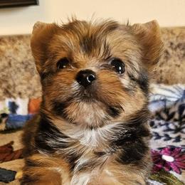 Spot - Gold female Yorkshire Terrier puppy in Jamestown, Tennessee from Royal  Furbabies