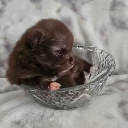 Patty - Chocolate and tan female Pomeranian puppy in Riesel, Texas from Petite Poms