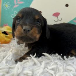 Elton - Black and tan male Dachshund puppy in Colbert, Oklahoma from Brooke Crenshaw