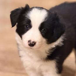Bunty - Black and white female Border Collie puppy in Lebanon, Oregon from Cahill’s Canines