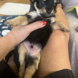 Zenzi - Black and white male Chihuahua puppy in Washington from Maria's Chihuahuas