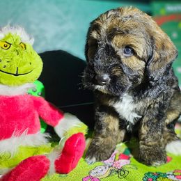 Rudolph - Sable male Aussiedoodle puppy in Indiahoma, Oklahoma from Phamily Doodles