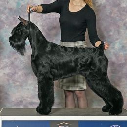 Giant Schnauzers and Miniature Schnauzers from Kalidor Kennels