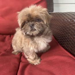 Nova - Tricolor female Shih Tzu puppy in Lakeland, Florida from Sunshine Shih Tzus