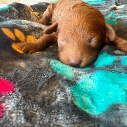 Cody - Red  male Poodle puppy in Utica, Ohio from Poodle Me Crazy