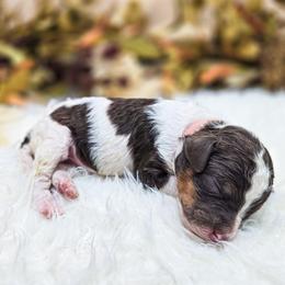 Sienna - Parti female Poodle puppy in Gaylord, Michigan from Dog Mom Co. Poodles