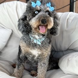 Natty - Aussiedoodle