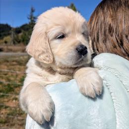 Teal Female - Light golden female Golden Retriever puppy in Roseburg, Oregon from Unbound Goldens