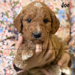 Joe - Red  male Goldendoodle puppy in Lancaster, Minnesota from North Star Dog Training
