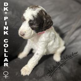 Poodle Puppies from Mahalo Meadow Farm