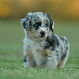 Sophie - Blue merle female Miniature Australian Shepherd puppy in Hartman, Arkansas from Southern Edition Aussies