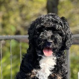 Bernedoodle Puppies from Colorful-K9'S