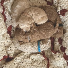 Cockapoo Puppies from East St. Poodles & Doodles