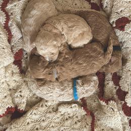 Cockapoo Puppies from East St. Poodles & Doodles