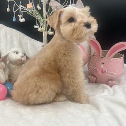 Renegade - Wheaten male Miniature Schnauzer puppy in Grayson, Kentucky from Seventh Heaven Schnauzers