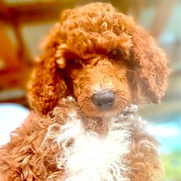 Emmy - Apricot female Poodle puppy in Greenwich, New York from MizzElle’s Standard Poodles