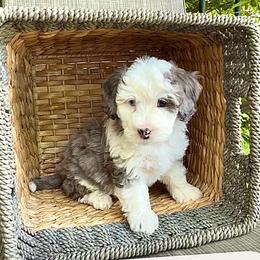 Sugar - Merle female Bernedoodle puppy in Tooele, Utah from Dinky Doo Doodles