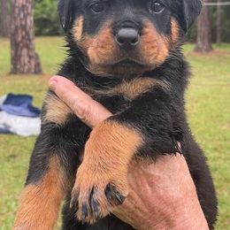 Light Blue- Capone 4 wks - Rottweiler puppy from Daleys Rottie Dogs