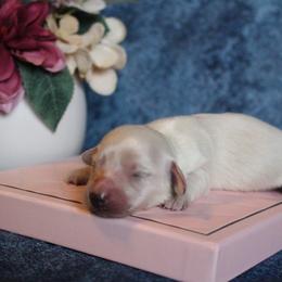 Extreme cream female pup (Brittney) - Cream female Dachshund puppy in Pace, Florida from Shoebox Doxie’s