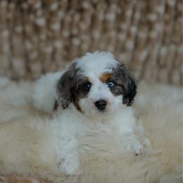 Bridger - male Australian Mountain Doodle puppy in Dalton, Ohio from Haven Doodles