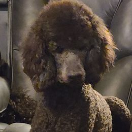 Poodles from West End Standard Poodles & Doodles