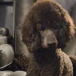 Poodles from West End Standard Poodles & Doodles