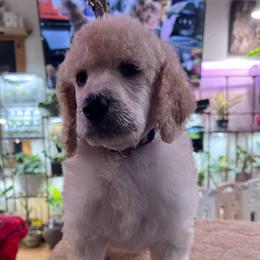 Chapter - White male Poodle puppy in Alaska from Rumor Haz It Kennels