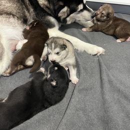 Alaskan Malamute Puppies from Fawn River Malamutes