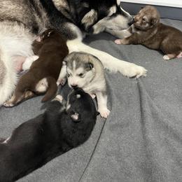 Alaskan Malamute Puppies from Fawn River Malamutes