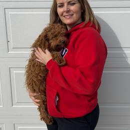 Daisy - Goldendoodle