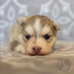 Saja - Merle male Pomsky puppy in Sumter, South Carolina from Emerald Skies Pomskies