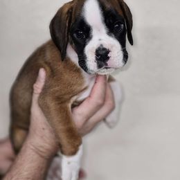 Flashy fawn - Fawn Boxer puppy in Buffalo, Wyoming from Jtbuckingham Boxers